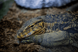 واتر مانیتور