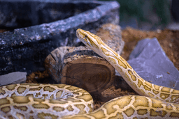 پیتون برمه‌ای