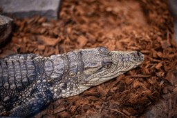 کروکودیل رود نیل