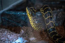 مار آناکوندا زرد