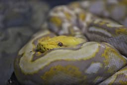 مار پایتون رتیکولیتد