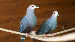 کبوتر امپریال