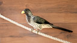 مرغ چنارخوار شرقی