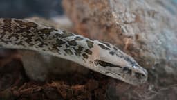 مار پیتون توپی