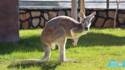 کانگوروی قرمز