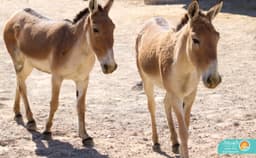 گور ایرانی(آسیایی)