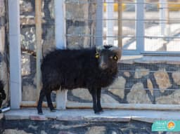 گوسفندهای مینیاتوری فرانسوی