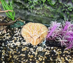 قورباغه پکمن