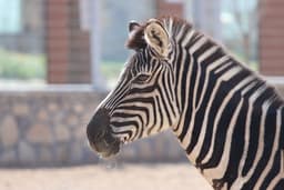 گورخر افریقایی