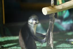 میمون دیانا