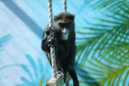 میمون دِبرازا