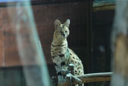 یوزگربه یا سِروالیک 