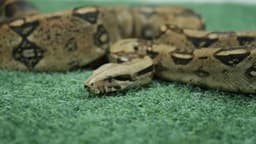 مار بوآ دم قرمز