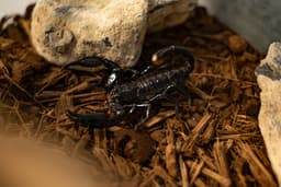 عقرب جنگلی آسیایی