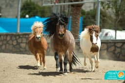 اسب پونی فالابلا