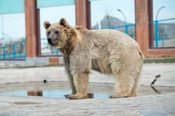 خرس قهوه ای خزری