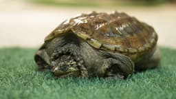 لاک پشت کامن اسنپینگ