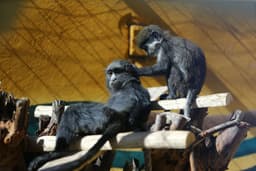 میمون سرگَنت