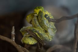 پایتون درختی