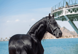 اسب سیاه
